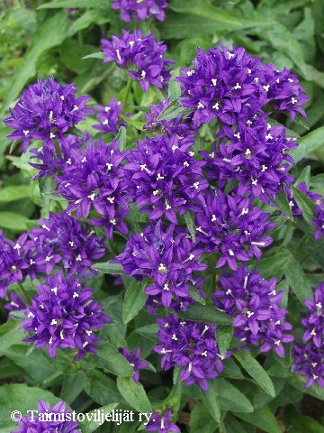 Campanula glomerata